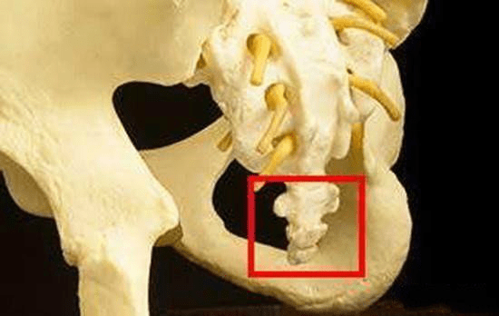 尾骨位于肛门的正后方,在臀裂的最下部