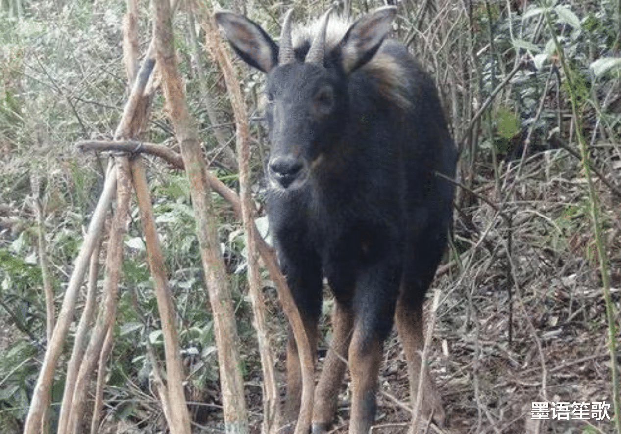 农村老汉偶遇"四不像", 牛面驴耳鹿角, 专家查看后立刻封锁村庄