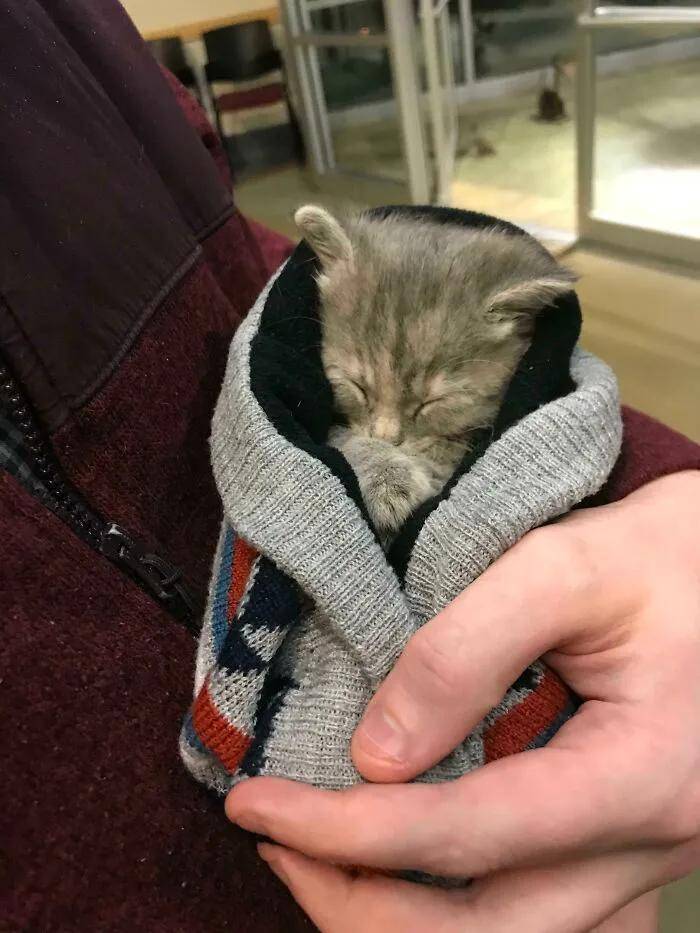 一组治愈的猫咪睡觉图片:猫咪果然是冬日里的小温暖呀!
