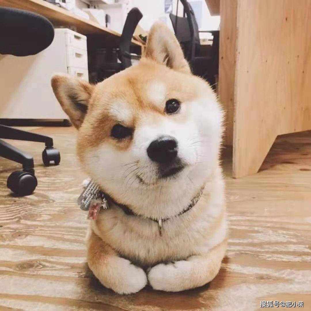 柴犬的尴尬期是什么?在尴尬期有什么需要注意的?