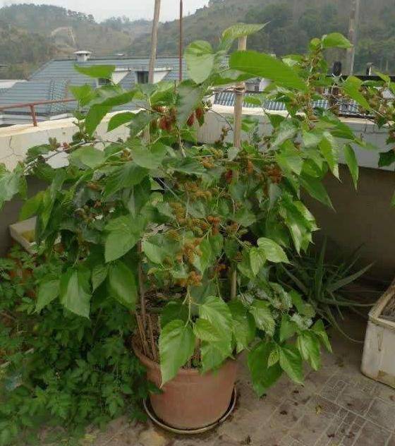 原创叔叔在家盆栽桑葚依靠蟠虬就让它株型变美硕果累累