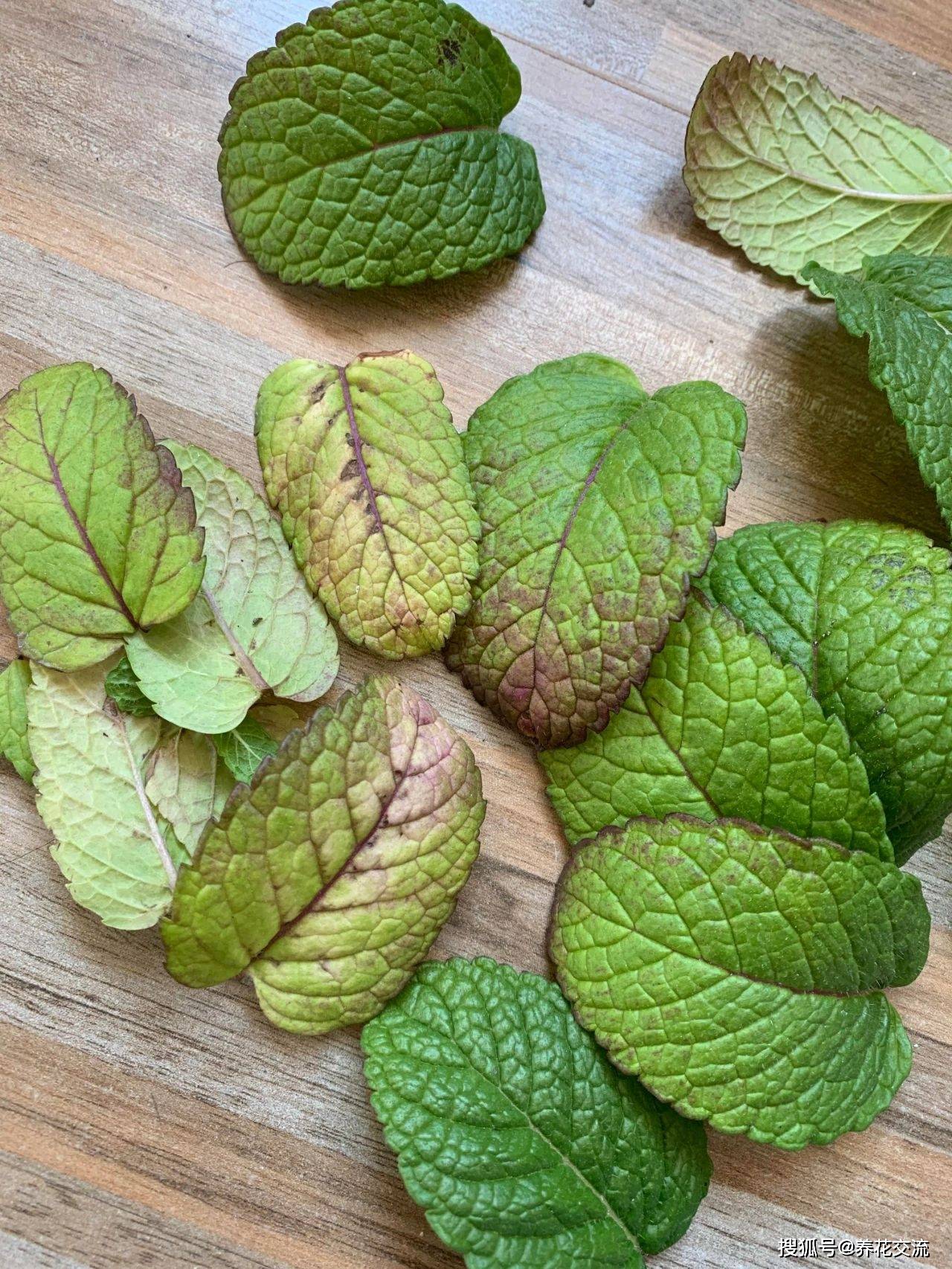 在养护薄荷的过程中,会感染各种病虫害,最常见的病害就是锈病,斑枯病