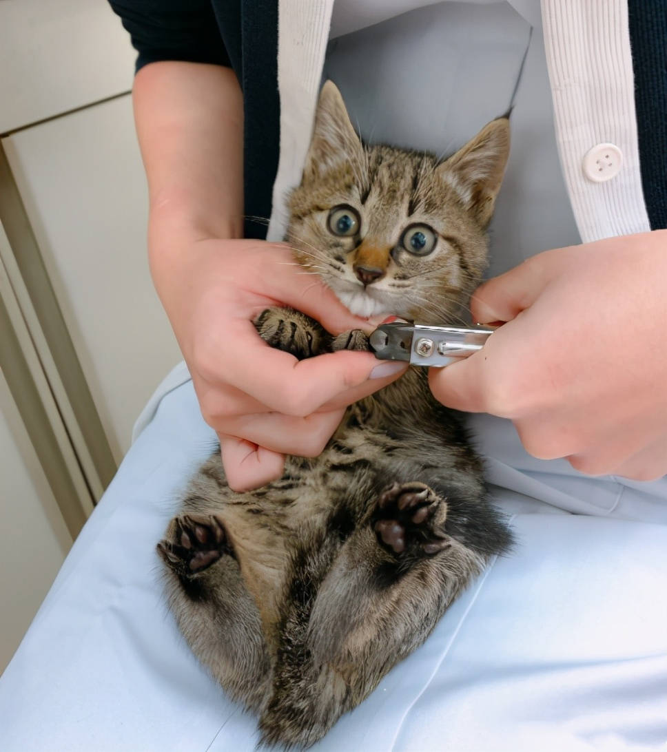 2只小猫咪初次剪指甲,其中一只的表情过于真实:眼睛瞪得像铜铃