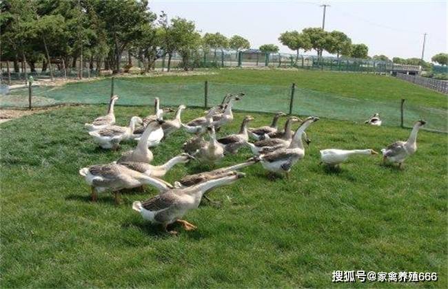 养鹅养殖基地 离我最近的养鹅基地