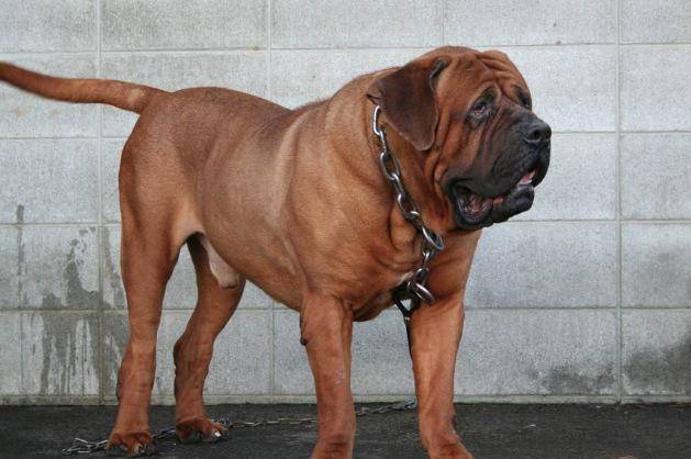世界10大最强悍的狗有不少都是被禁养的你有养过吗