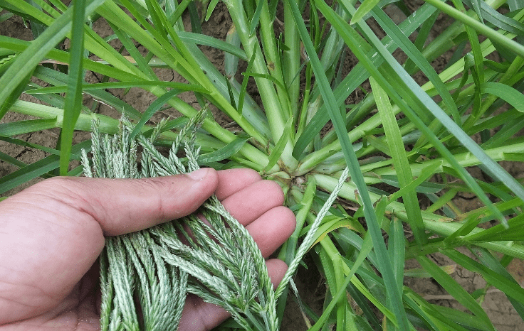 生根草别名图片