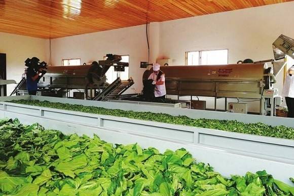 许多人并不知道农桑茶是什么桑叶还能用来做茶