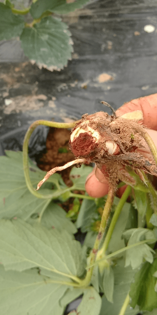 草莓根腐病的特点以及防治措施
