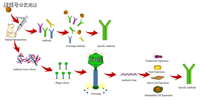 免疫检测试剂盒的技术基础就是抗原和抗体的特异性结合,小分子特异性