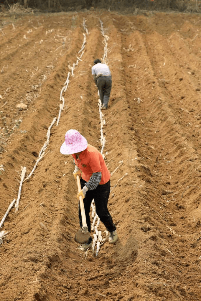 村寶網甘蔗種植排種哪種方向最合適技術和管理怎麼進行