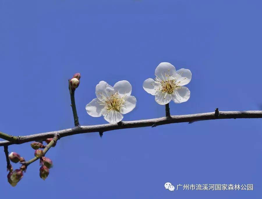 靓过下雪！广州这里的梅花开啦！