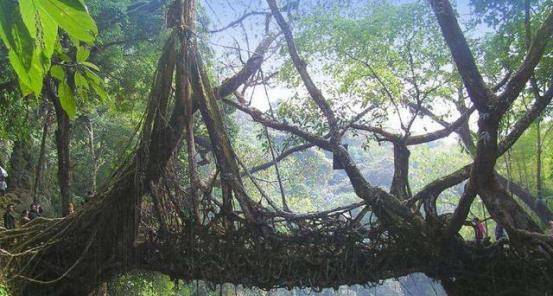 印度最“特别”的桥梁：桥身就是树根，存在500余年却越来越牢固
