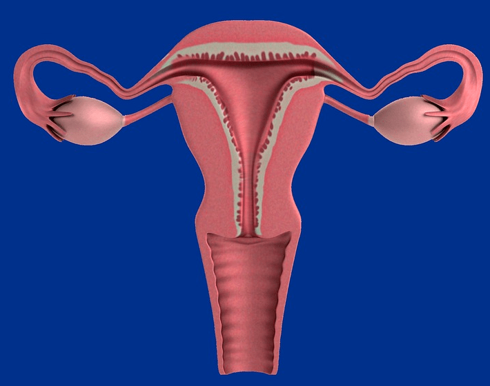 生完孩子后,女性的外生殖器官不仅仅需要恢复,内生殖器官也需要恢复