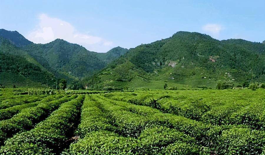 綜合概述西雙版納茶區普洱茶的特點以及口感怎麼樣