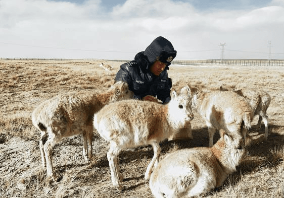 可可西里藏羚羊“幼儿园”