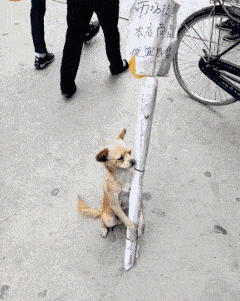 原创搞笑gif段子5小姐姐是不是尴尬了腿短不是你的错啊