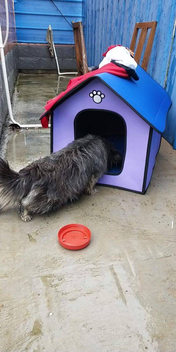原创连下一周雨流浪狗没地方去,好心小姐姐为此买来新狗窝,令人暖心