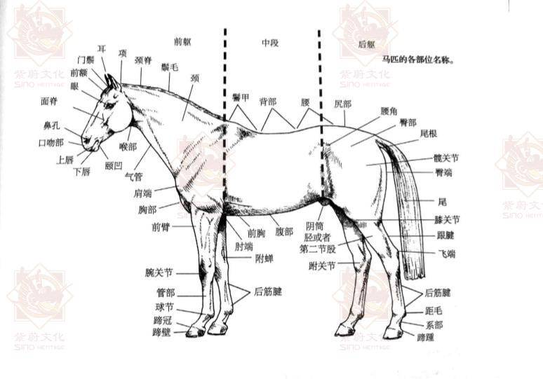 原创涨知识马匹身体各部位名称都是什么你知道吗