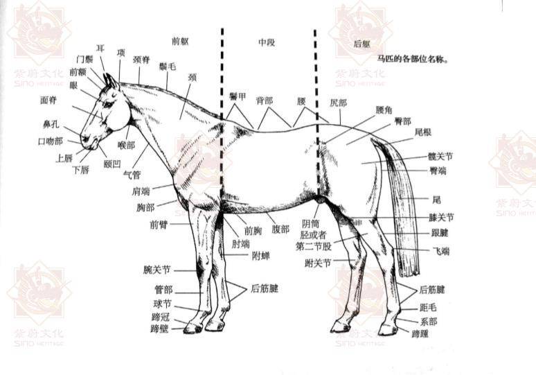 马身体结构示意图图片