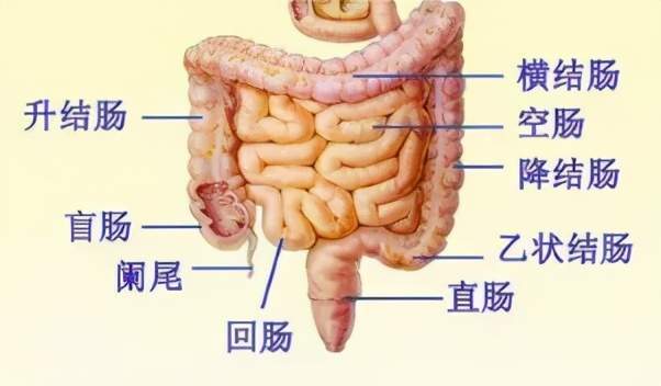 人体大小肠结构图解图片