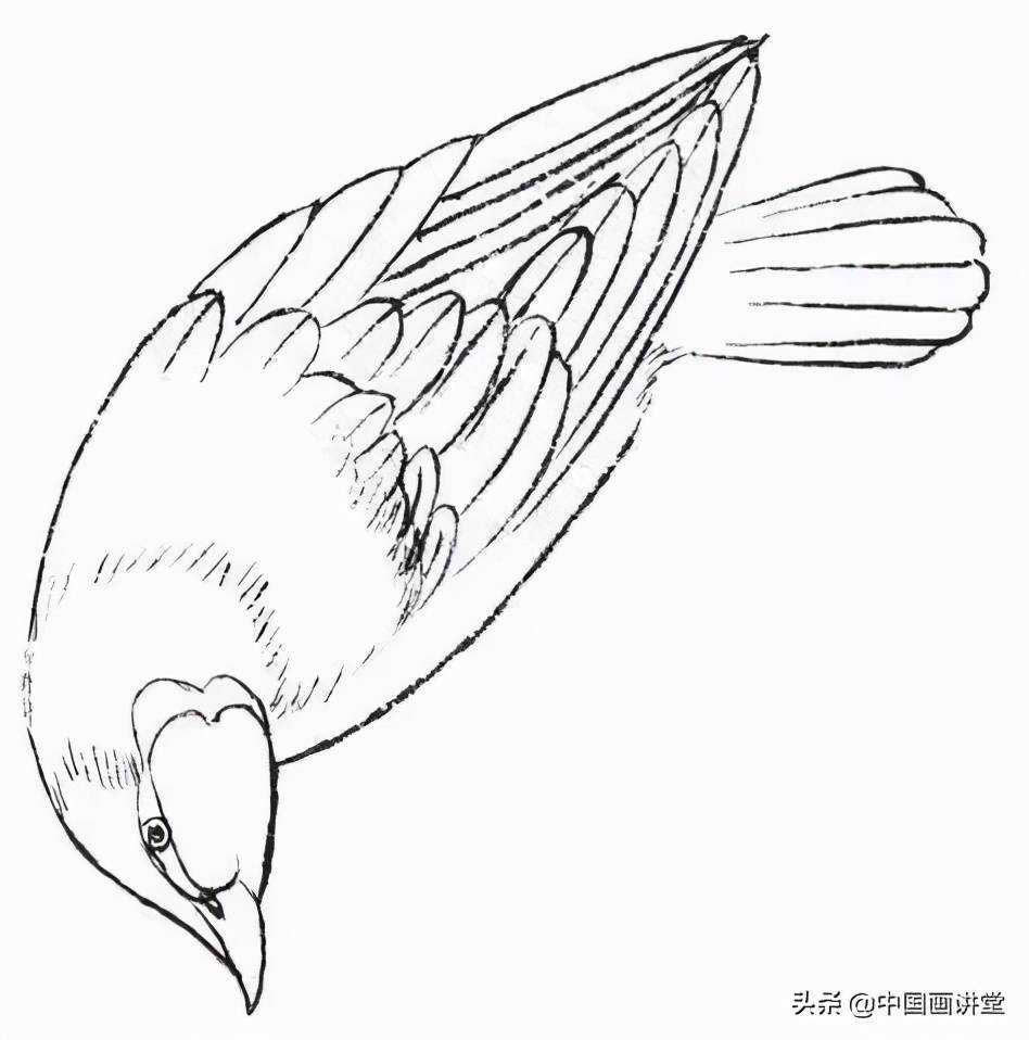 黄鹂鸟简笔画工笔图片
