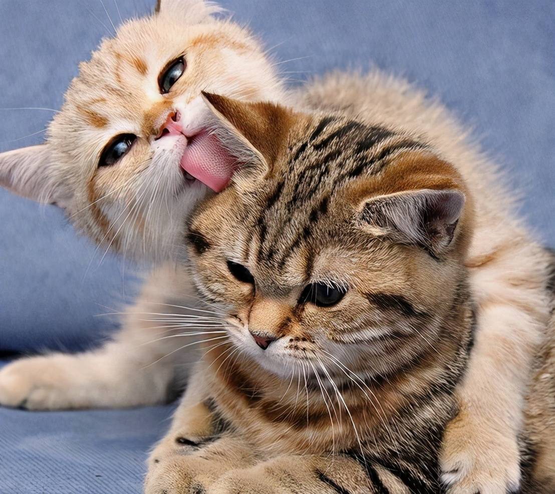新手养猫养公猫好还是母猫好资深铲屎官给出了答案