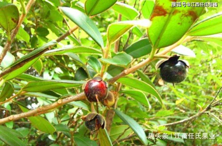 十大剧毒野果(十大剧毒野果排名)