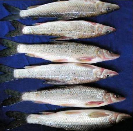 rfid技术用于鱼养殖关键环节,保证食品从源头到餐桌的安全