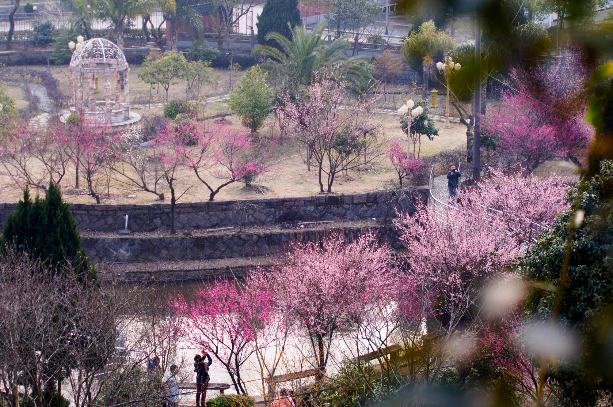 福州赏梅攻略_梅花而