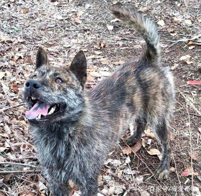 清朝年間,虎斑犬是滿洲八旗子弟的最愛,它擁有一身