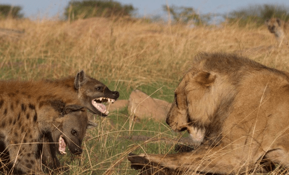 十只鬣狗遇上东北虎会怎么样?百兽之王会发出撕声裂肺的虎啸_老虎