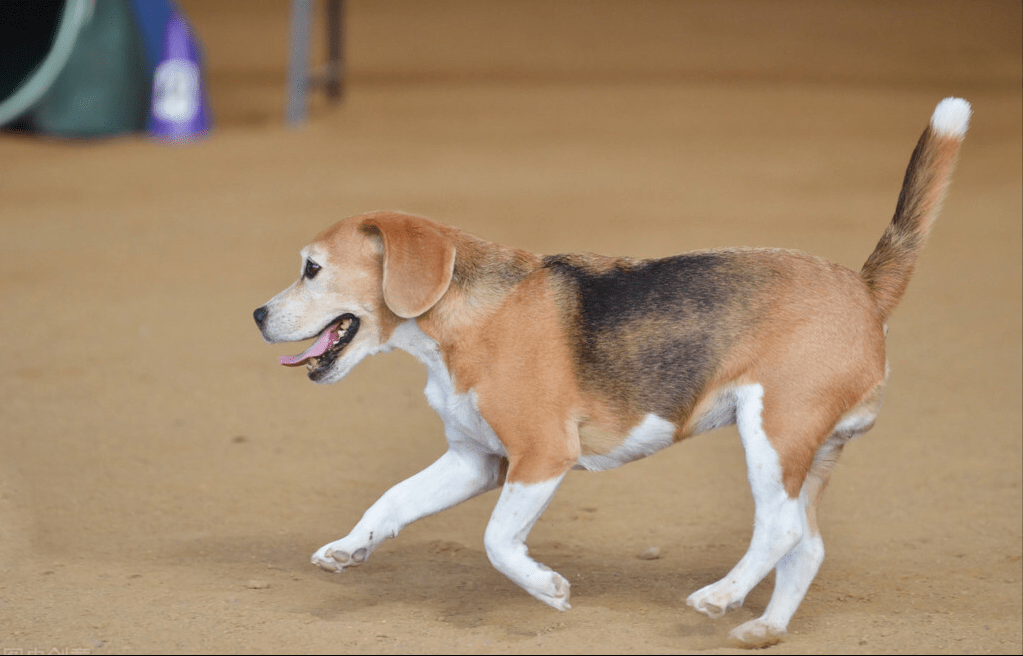 比格犬在美國是最受歡迎的家養犬之一,它是世界上體型最小的獵兔犬