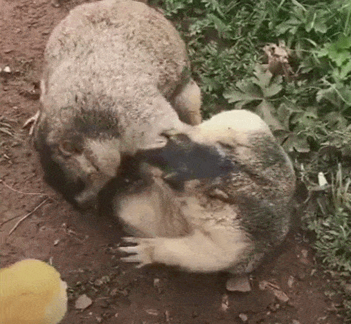 仓鼠vs老鼠打架图片