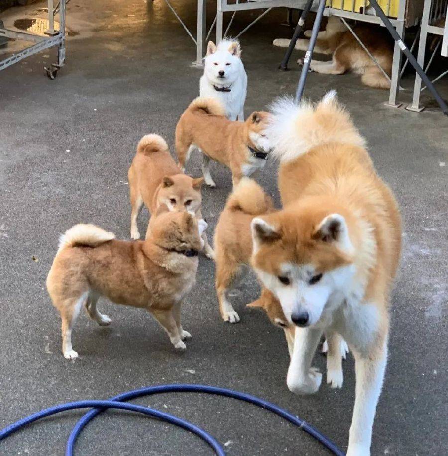 秋田误入了柴犬窝后……请问这是小人国吗?