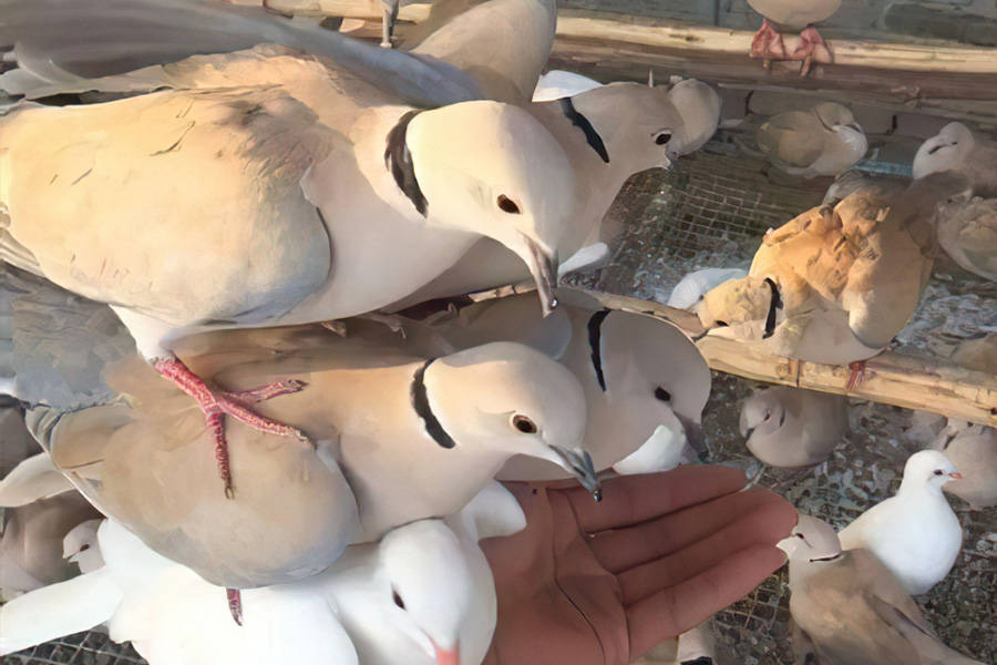 农民:养了就后悔_斑鸠