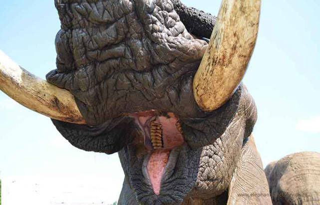 原创大象失去了象牙就会死吗为了生存越来越多大象出生就没象牙