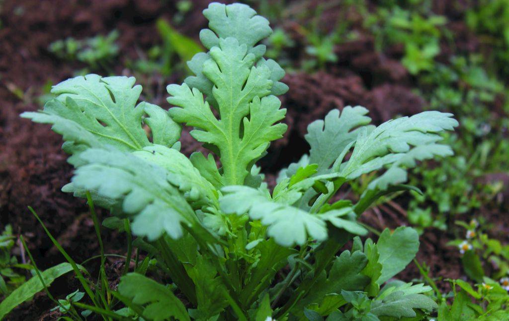 食材:茼蒿 1把,大蒜 3瓣,食盐 少许