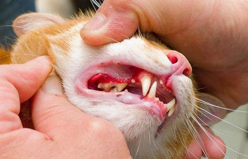 猫舌头上有红色溃疡图片