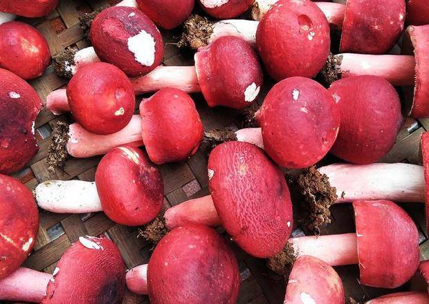 每年可捡2次,一回只有10斤,价钱每斤超千元,吃过的都说奢侈_红菇