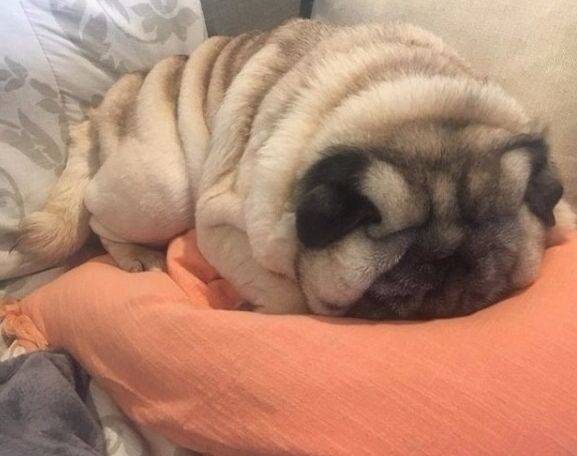 巴哥狗狗吃太胖,每天都闷闷不乐,巴哥:我以后能找到女朋友吗?_都过