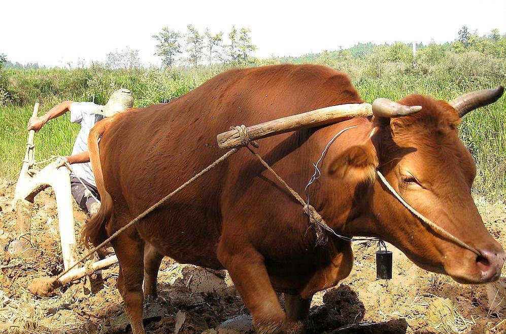 农村俗语"九九加一九,遍地耕牛走",十个九不知,农民才知道?