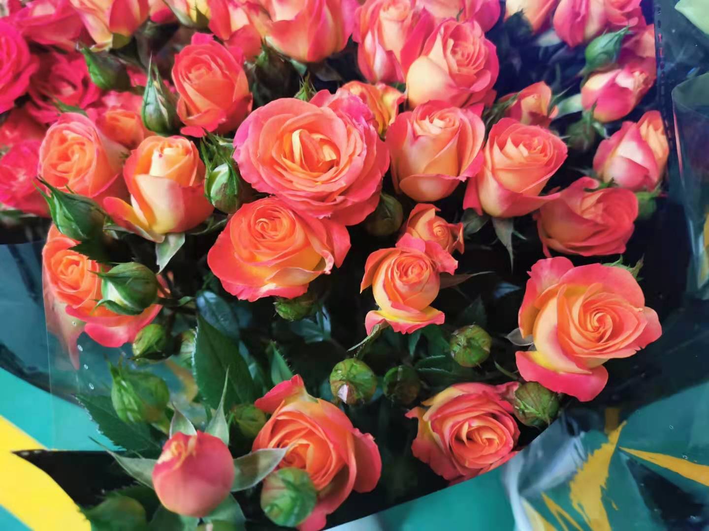 狂欢泡泡玫瑰有香味吗?