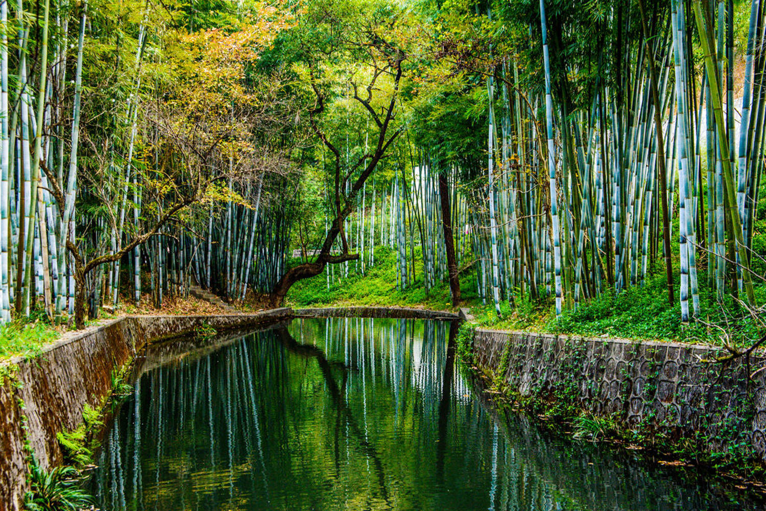 原创武汉在建一座竹海公园,将引进一百多个竹品种,预计2021年底建成