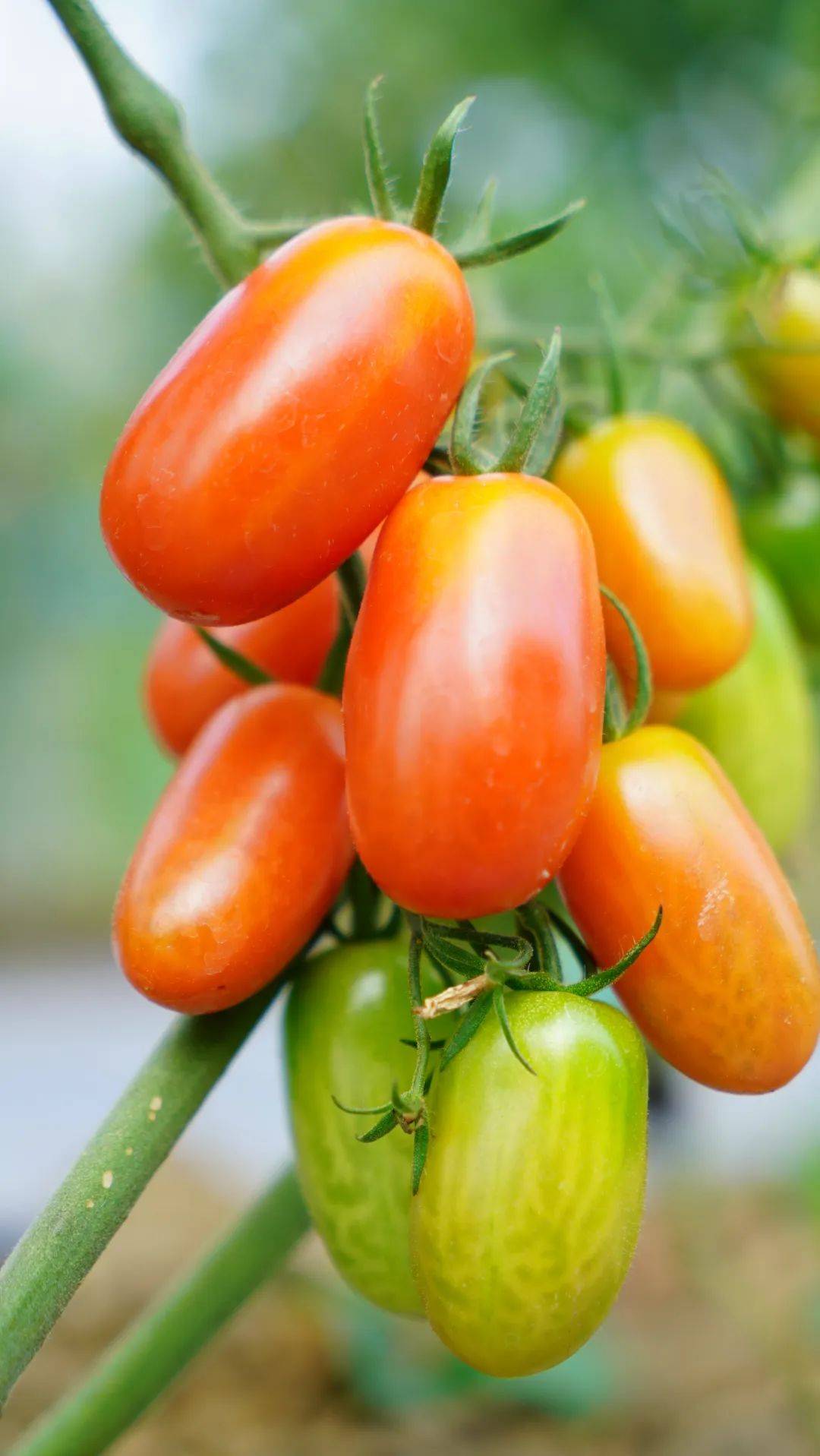 新年尝新品太平有爽甜玉女果新鲜上市