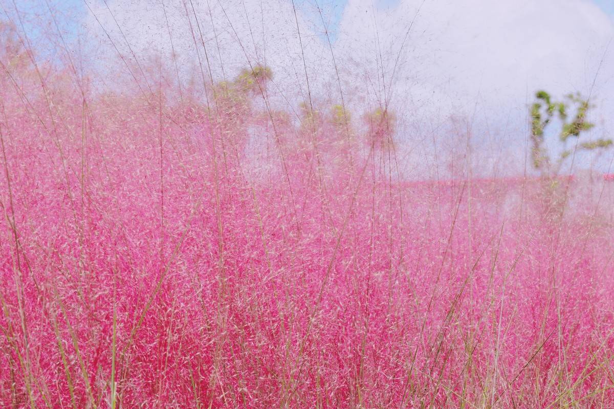 粉黛乱子草看起来十分的梦幻,就好像是一片粉色的海洋,又像是一_植物
