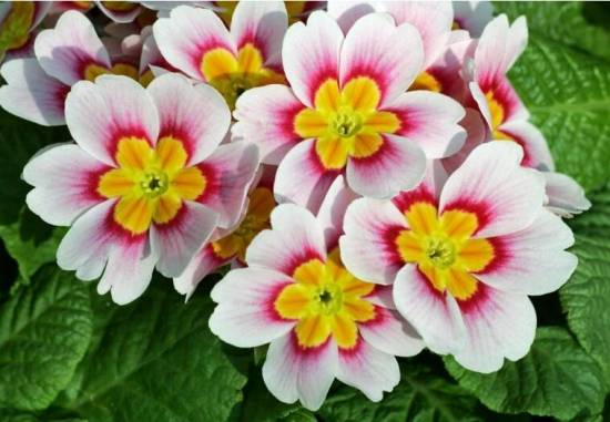 樱草花是传统花卉，它是恋爱的花，也是可爱的观赏花卉