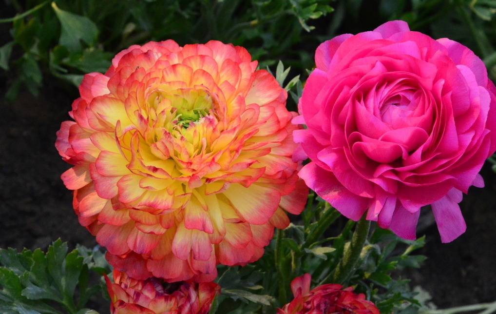 原创养花小妙招洋桔梗的养殖方法学会一开开一片