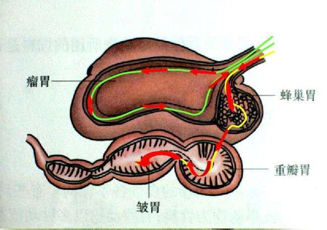牛胃位置图图片