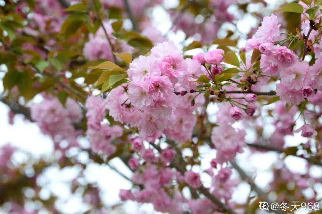 原創2021賞花日曆看好這一篇不會錯過花期