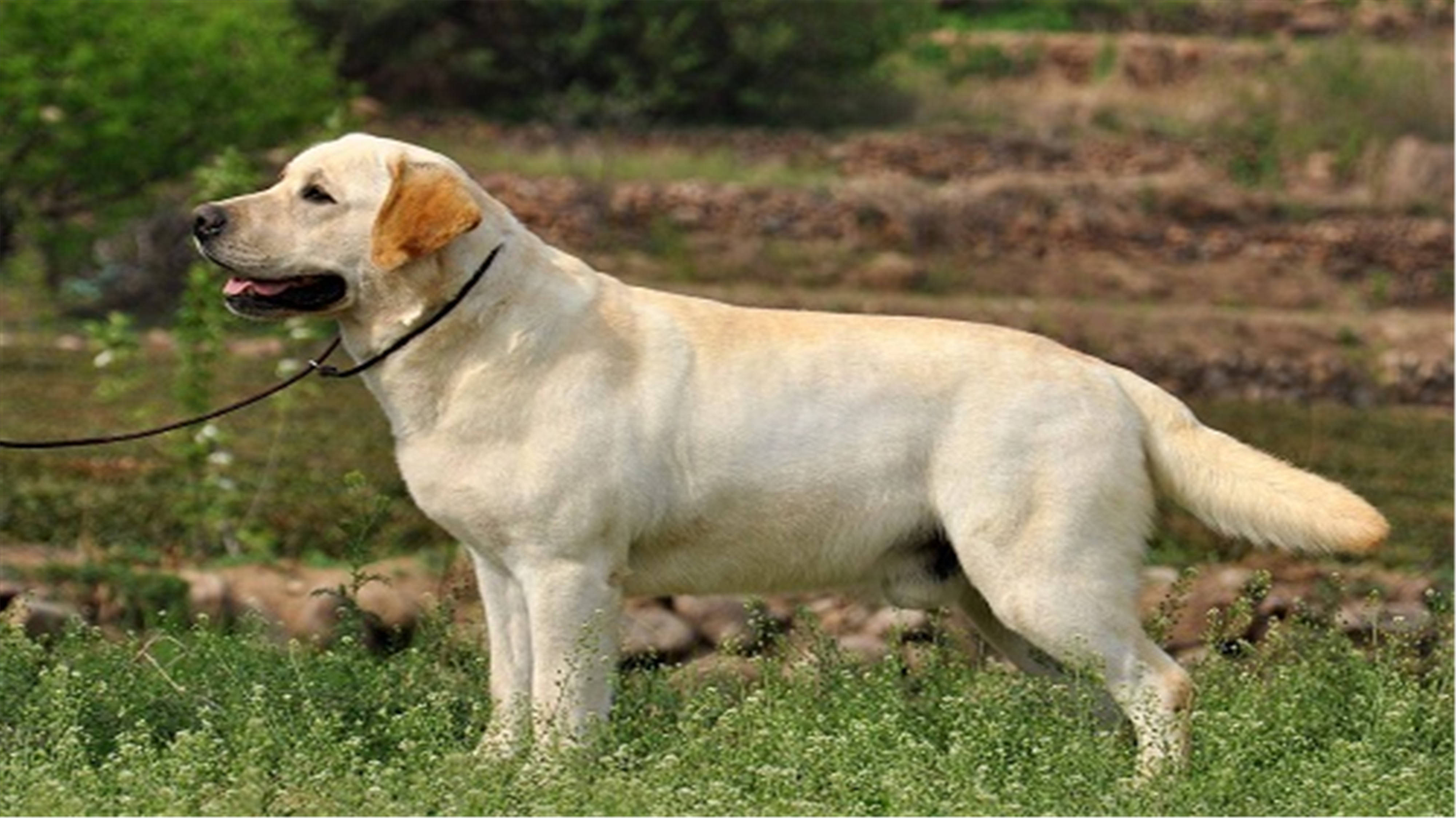 狗狗真菌传染别的狗吗